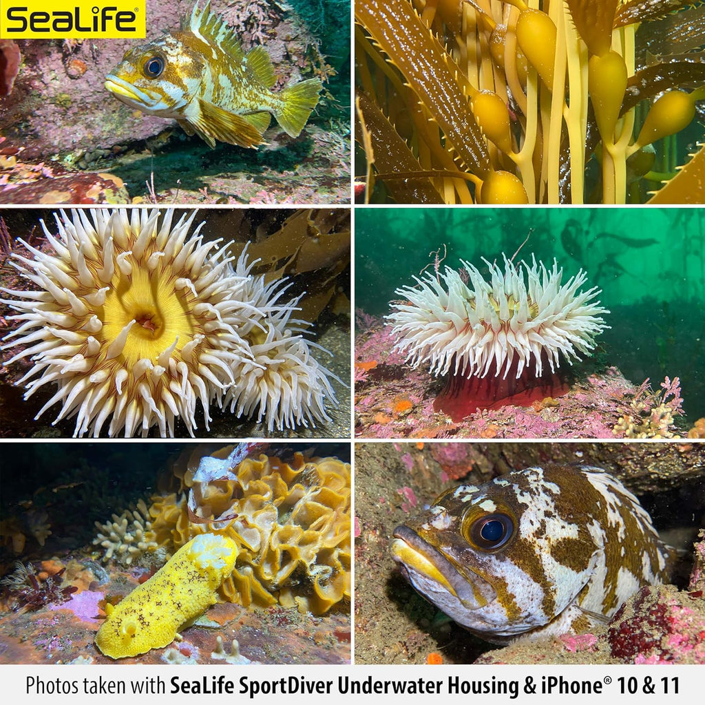 Waterproof Scuba Case for Smartphone Photography T22318
