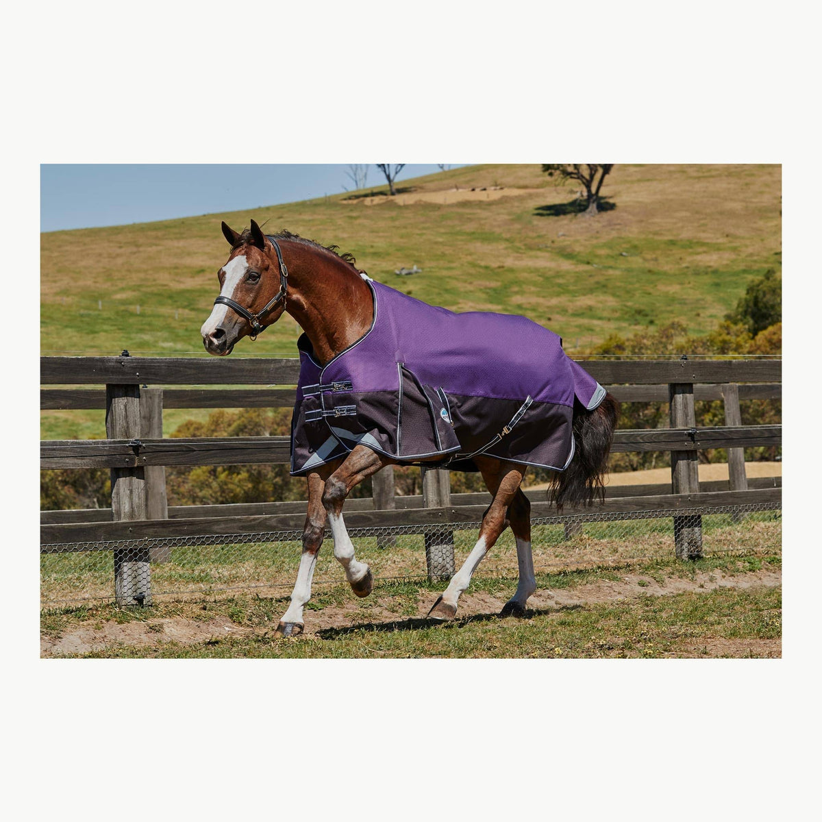 Purple Black Standard Neck Lite Q688