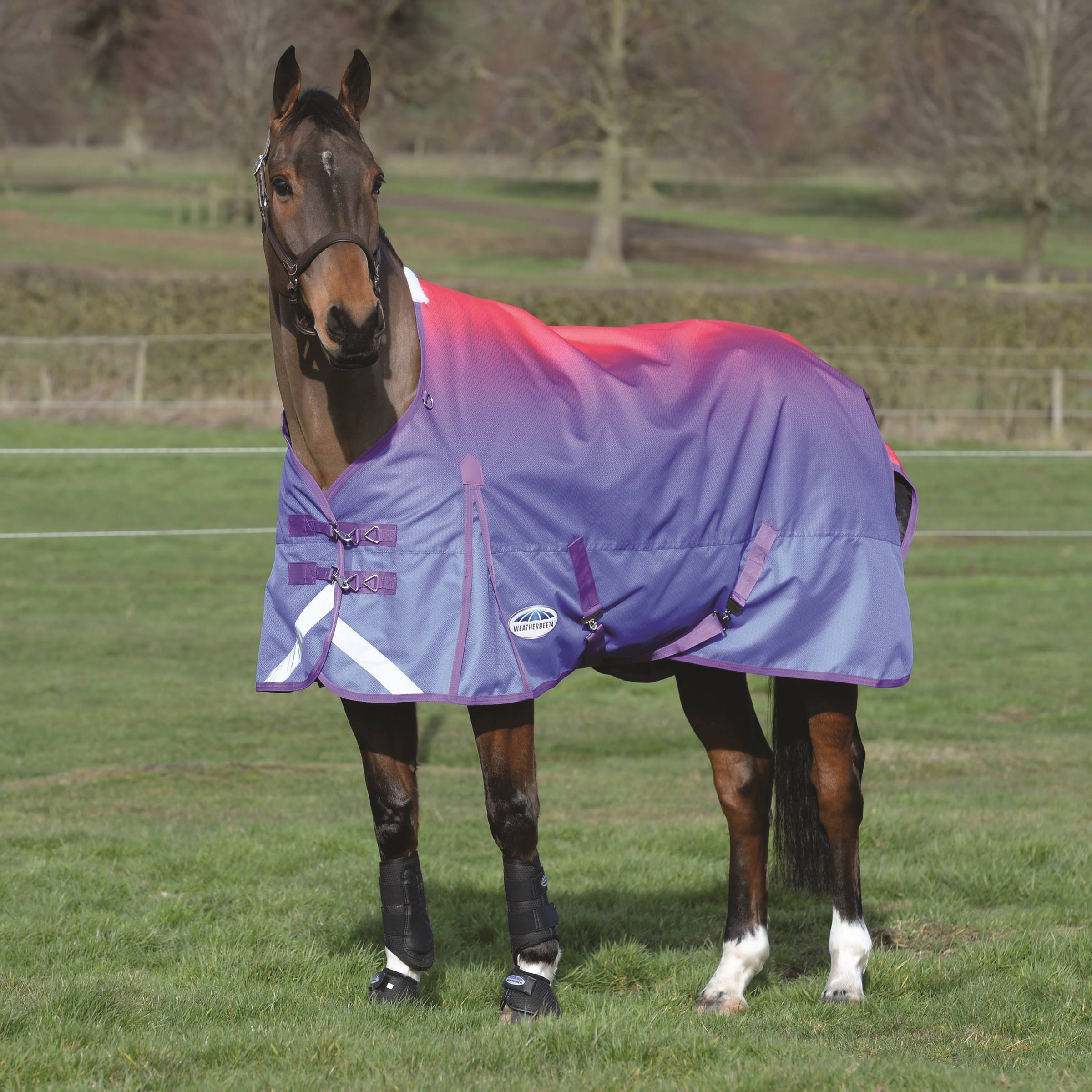 Purple Black Standard Neck Lite Q688
