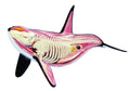 12.5 inch 4D Orca Anatomy Model with 16 Detachable Parts A888020