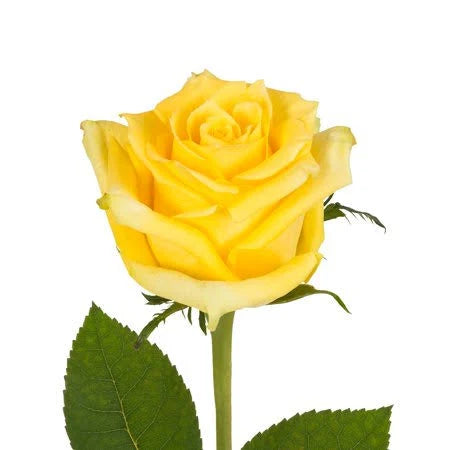 100 Stems Fresh Cut Yellow Roses, 60 cm C562927