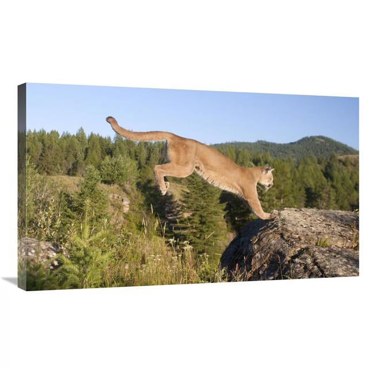 Mountain Lion Jumping Art Print U11796